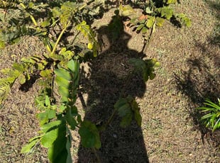 Bush Trimming by Pierre Magras for Richard B. in Melbourne, FL