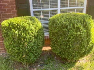 Bush Trimming by Chris Fleming for Precious K. in Atlanta, GA