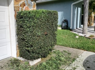 Bush Trimming by Carlos Giddings for Rance M. in Clearwater, FL