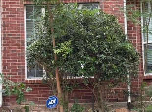 Bush Trimming by Maria Hernandez for Brandon S. in Frisco, TX