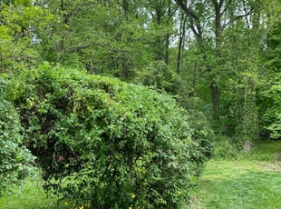 Bush Trimming by Angel P. for Rosa l. in Arlington, VA