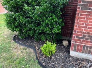 Weeding by Abel Baeza for Allison H. in Allen, TX