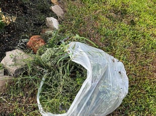Weeding by Jose Gil for Erica W. in Arcola, TX