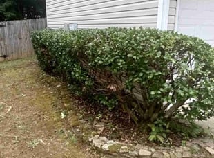 Bush Trimming by Enrique Juarez for Shirley G. in Acworth, GA