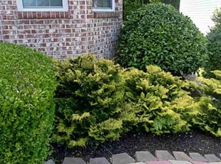 Bush Trimming by Enrique Juarez for Anthony O. in Canton, GA
