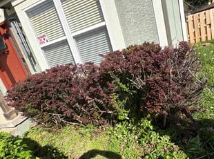 Bush Trimming by John Ridge for Nicole M. in Leavenworth, KS