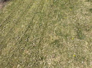 Leaf Removal by Zyler Thornhill for Bethany M. in Littleton, CO