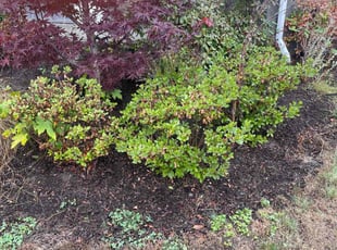 Cleanups by Ashley Triplett for Ashley L. in Renton, WA