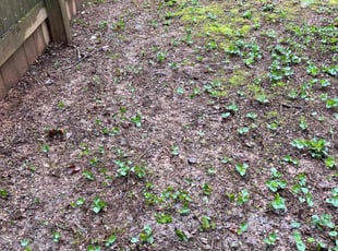 Cleanups by Manuel RuizDiaz for Anna K. in Knoxville, TN