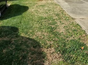 Leaf Removal by John Williams for Chi L. in Charlotte, NC