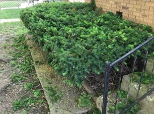 Bush Trimming by Alexander Kauffman for Susan F. in Indianapolis, IN
