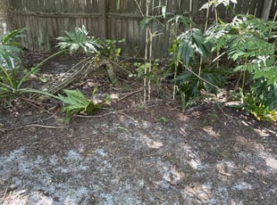 Leaf Removal by Luis Longa for Staci B. in Oviedo, FL
