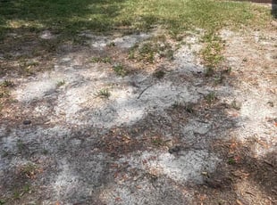 Leaf Removal by Robert Myers for Alexander D. in Altamonte Springs, FL