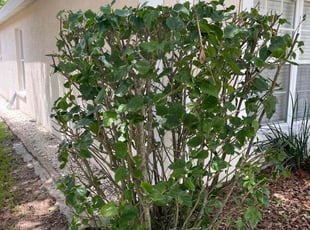 Bush Trimming by Ramon Taguja for Chris E. in Riverview, FL