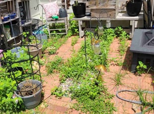 Robin W.'s Flower Bed Weeding service result