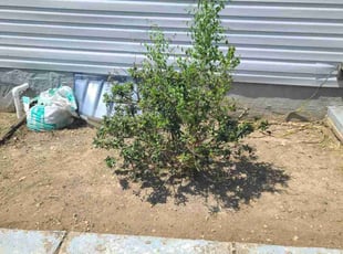 Weeding by Jose Gonzalez for Ricardo B. in Capitol Heights, MD