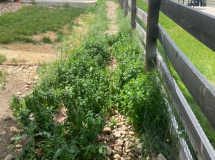 Weeding by Sebastian Heinrich for Deedee W. in Aurora, CO