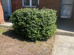 Bush Trimming by Caree Keith for Yvette K. in Washington, DC