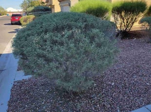 Bush Trimming by Leland Floyd for Jackie W. in Las Vegas, NV