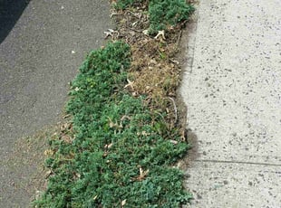 Weeding by Jeff Carr for Katherine W. in New Haven, CT