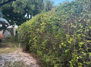 Bush Trimming by Israel Veira for Randolph G. in Hollywood, FL