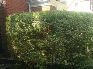 Bush Trimming by Shelita Williams for Kelly D. in Dallas, TX