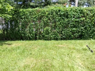 Bush Trimming by Romona James for Austin E. in King of Prussia, PA