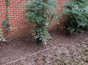 Fred B.'s Cleanups service result