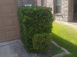 Bush Trimming by Roy Walker for Tameka W. in Humble, TX
