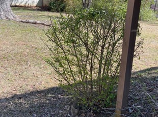 Bush Trimming by Kenneth Pope for Miranda B. in Acworth, GA