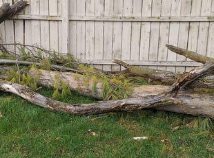 Leaf Removal by Alisha Lawson for Beth S. in Grove City, OH