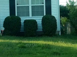 Bush Trimming by Marquis Johnson for Stephanie K. in Columbus, OH