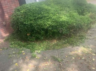 Bush Trimming by Jaime Caraballo for Davonte G. in Snellville, GA