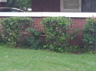 Bush Trimming by Emmanuel Odeh Adimah for Shawndra D. in Atlanta, GA
