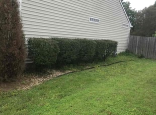 Bush Trimming by Brenton Seal for Louise A. in Virginia Beach, VA