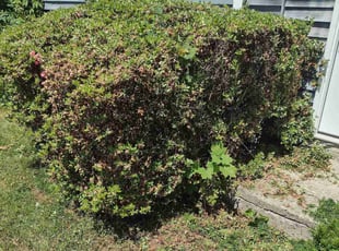 Bush Trimming by Matthew Spinelli for Phillip P. in Ansonia, CT