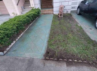Leaf Removal by Marco Mariotti for Crystal D. in San Francisco, CA