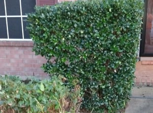 Bush Trimming by R Brown for Karina T. in The Colony, TX