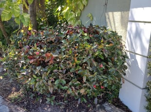 Bush Trimming by Devon walcott for Travis L. in Port St. Lucie, FL