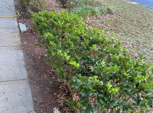 Bush Trimming by Jeff Foster for Orbie O. in Charlotte, NC
