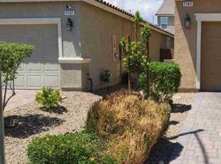 Bush Trimming by Lamont Johnson for Jenna S. in North Las Vegas, NV