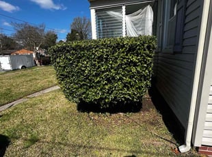 Bush Trimming by Derek Walker for Aaron M. in Norfolk, VA
