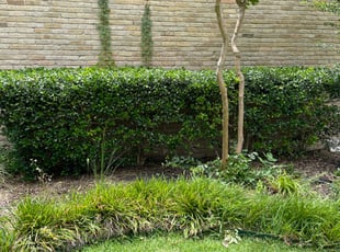 Bush Trimming by Carlos Medina for Fran V. in Dallas, TX