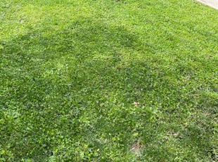 Penelope B.'s Mulching service result