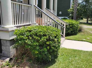 Bush Trimming by Adam Lenoir for John L. in Summerville, SC