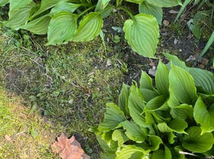 Weeding by Dwayne Galloway for Shelly J. in Pataskala, OH