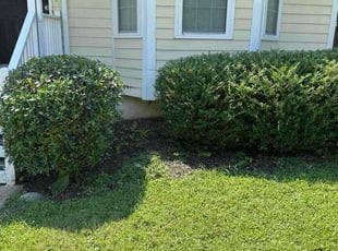 Melanie L.'s Bush Trimming service result