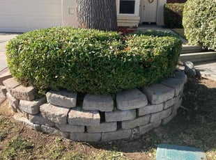 Bush Trimming by Hugo Lopez for Brenda G. in Temecula, CA