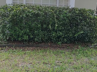 Bush Trimming by Louis Reele for Mike G. in Riverview, FL