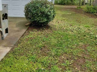 Bush Trimming by Eric Witherspoon for Trey D. in Huntersville, NC